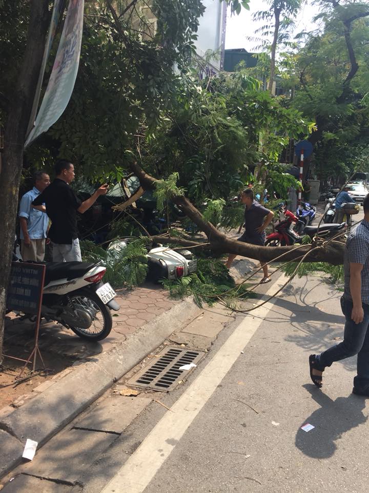 Cây phượng đổ trúng chiếc xe ga Vespa LX đang dựng bên đường