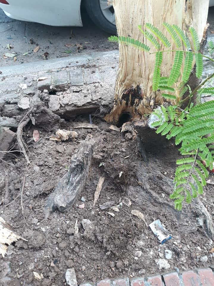 Phần gốc của cây phượng đã có dấu hiệu mục