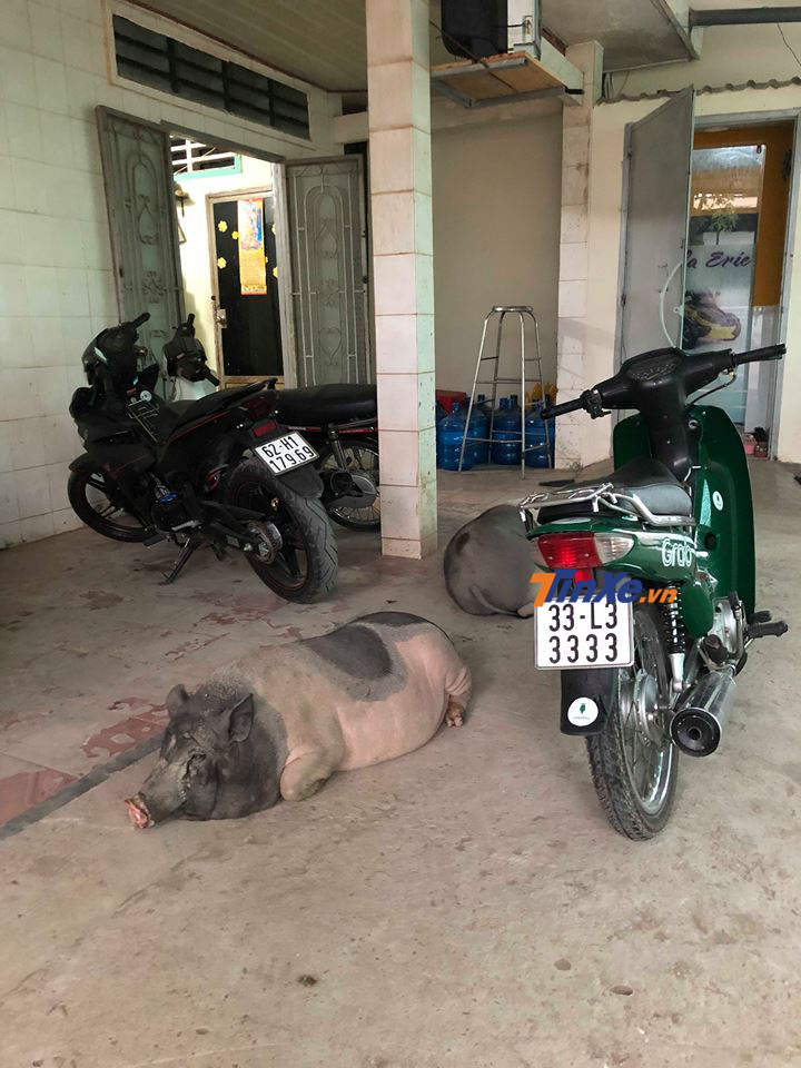 Chiếc Honda Wave biển số tứ quý 3 đẹp mắt