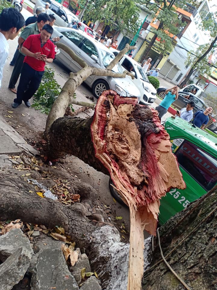 Cành cây mục có kích thước khá lớn Cành cây mục có kích thước khá lớn