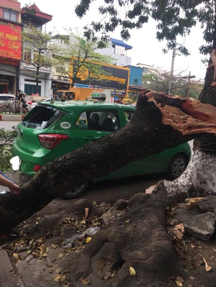 Một chiếc taxi của hãng Mai Linh cũng bị cành cây đập vào Một chiếc taxi của hãng Mai Linh cũng bị cành cây đập vào