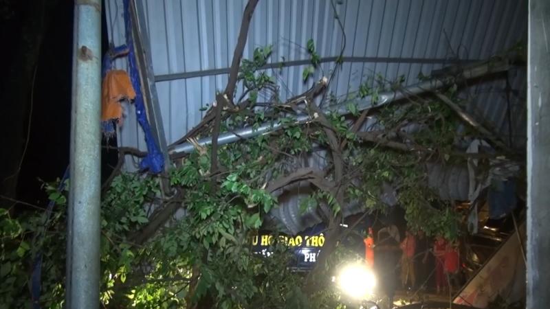 Thân cây xanh bị chiếc Mercedes-Benz đâm gãy Thân cây xanh bị chiếc Mercedes-Benz đâm gãy