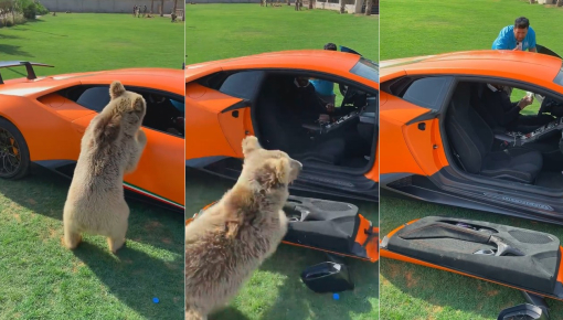 Video: Cố trèo vào bên trong, chú gấu làm gẫy luôn cửa siêu xe Lamborghini Huracan Performante