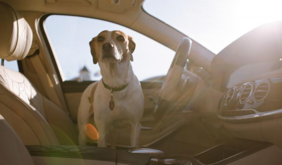 Google: Người dùng ô tô quan tâm nhất đến camera và trang bị cho thú cưng