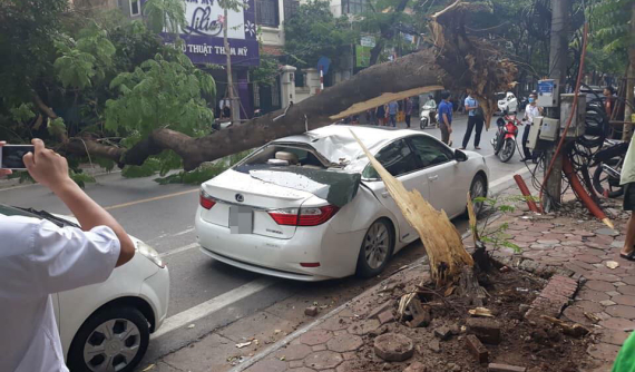 Cây phượng bật gốc, đè bẹp xe sang Lexus ES350 đang đỗ trên phố Hà Nội