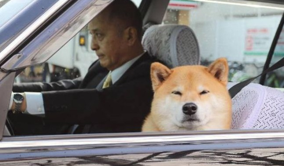 Lời khuyên hữu ích khi bạn chở thú cưng trong xe ô tô