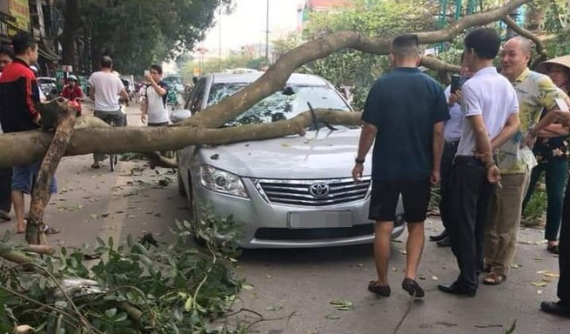 Thái Nguyên: Đang lưu thông trên đường, Toyota Camry bị cành cây lớn rơi trúng