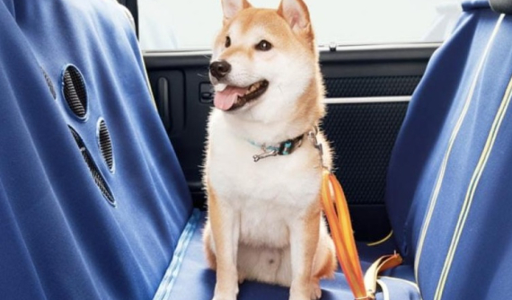 Khám phá Honda Dog - Những phụ kiện cực đáng yêu dành cho chó cưng trong xe