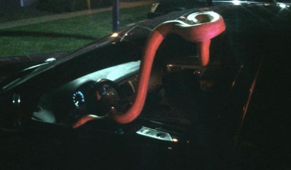 Chuyện lạ: tài xế ngủ như chết vì say rượu, con rắn dài hơn 4,5 mét trườn ra khỏi xe