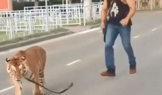 Chỉ ở nước Nga: Hổ nhảy khỏi ghế hành khách, chạy rông giữa đường