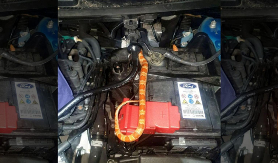 Chuyện lạ: Người đàn ông lái xe với con rắn trốn dưới nắp capô trong 3 ngày liền