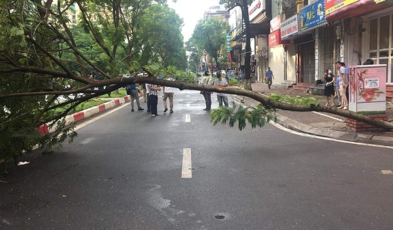 Hà Nội: Nam thanh niên đi xe máy đâm vào cây đổ ngang đường, tử vong tại chỗ