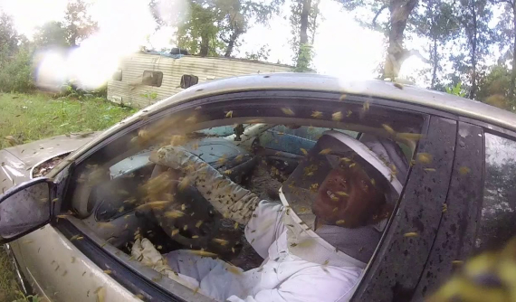 Hãi hùng cảnh tổ ong vàng khổng lồ bên trong một chiếc Chevrolet Malibu