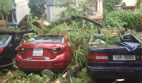 Ảnh hưởng của bão số 4, hàng loạt cây xanh tại Hà Nội bị đổ, đè lên ô tô và xe máy