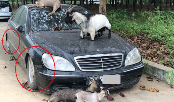 Mercedes-Benz S350 biển Hà Nội bị chủ "bỏ rơi" vô tình làm chỗ tá túc cho đàn dê