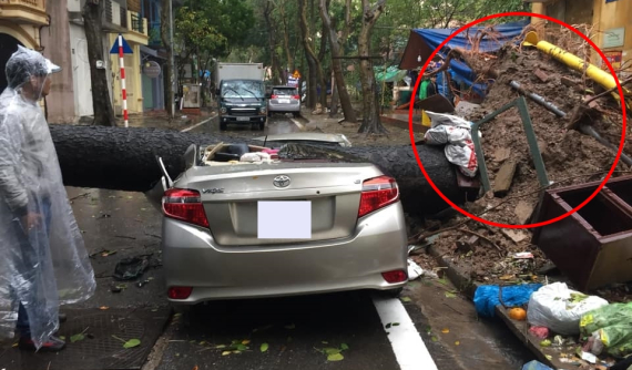Hà Nội: Cây xanh bật gốc đè bẹp dúm xe Toyota Vios