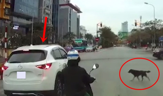 Video: Chó chờ đèn đỏ mới sang đường nhưng tài xế lái Mazda CX-5 lại cho xe vượt đèn đỏ