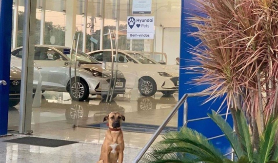 Chú chó trở thành "nhân viên" của đại lý ô tô Hyundai nhờ chiến lược "đẹp trai không bằng chai mặt"