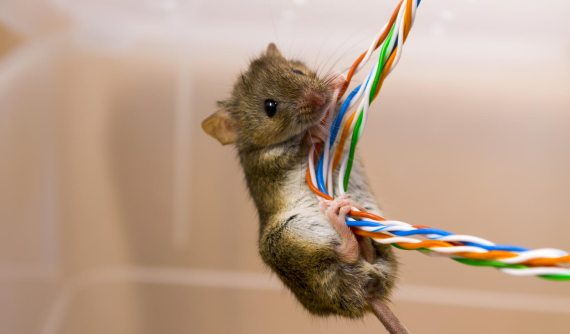 Chuột đói cắn dây điện - Nguyên nhân lớn khiến nhiều chủ xe máy mất tiền oan uổng