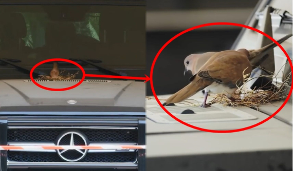 Video: Hoàng tử Dubai "cách ly" chiếc xe Mercedes-Benz G-Class vì có chim làm tổ trên nắp capô