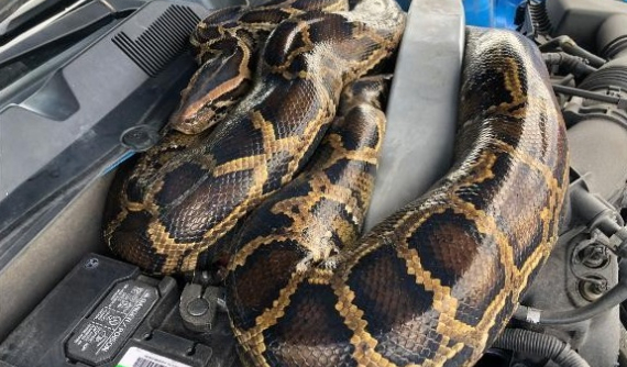 Chủ xe Ford Mustang bất ngờ toàn tập khi phát hiện con trăn dài 3 mét nằm trong khoang động cơ