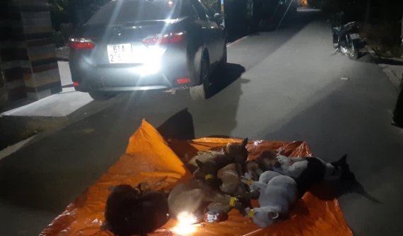 Bình Dương: "Cẩu tặc" lái Toyota Corolla Altis đi trộm chó, tông móp đầu xe của công an