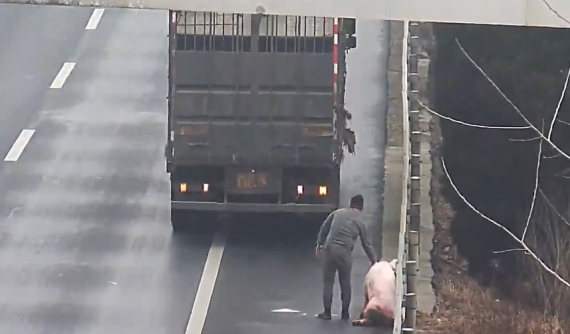 Video: Lùi ô tô tải trên cao tốc để bắt lợn rơi khỏi xe khác, tài xế bị phạt