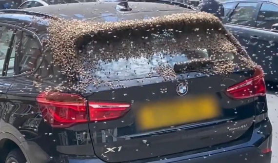Hãi hùng cảnh tượng hàng nghìn con ong làm tổ ở chiếc BMW X1