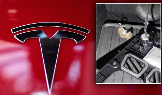 Xe điện Tesla thu hút chuột làm tổ, nhiều xe bị cắn phá thiệt hại cả trăm triệu đồng