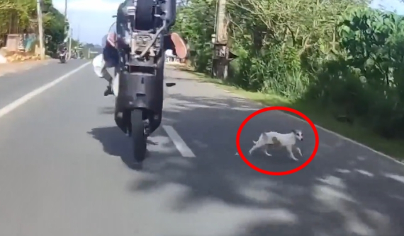 Video: Tông trúng chó chạy rông sang đường, 2 người đi xe máy ngã cắm đầu xuống đường
