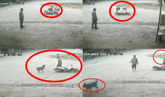 Video: "Trận chiến" giữa người đàn ông chạy xe máy với con chó khiến dân mạng được trận cười hả hê