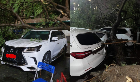 Hà Nội: Cây xanh bật gốc, đè trúng Lexus LX570 đắt tiền cùng nhiều ô tô khác