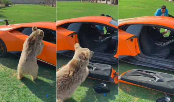 Video: Cố trèo vào bên trong, chú gấu làm gẫy luôn cửa siêu xe Lamborghini Huracan Performante