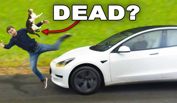 Liệu hệ thống an toàn chủ động của xe Tesla có thể tự tránh né một chú mèo? Đây là câu trả lời