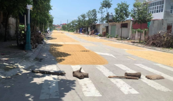 Phơi thóc, ngô ra đường dẫn đến tai nạn sẽ bị xử lý thế nào? Có phải bồi thường cho nạn nhân không?