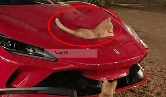 Dân mạng thích thú với hình ảnh "đại boss" lựa chọn hốc gió S-Duct của siêu xe Ferrari F8 để nghỉ ngơi