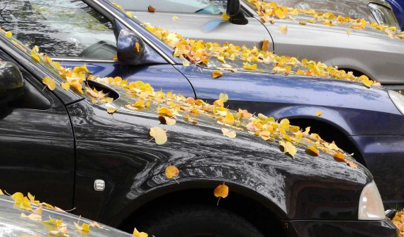 Những tác hại không ngờ của lá cây rụng đối với ô tô