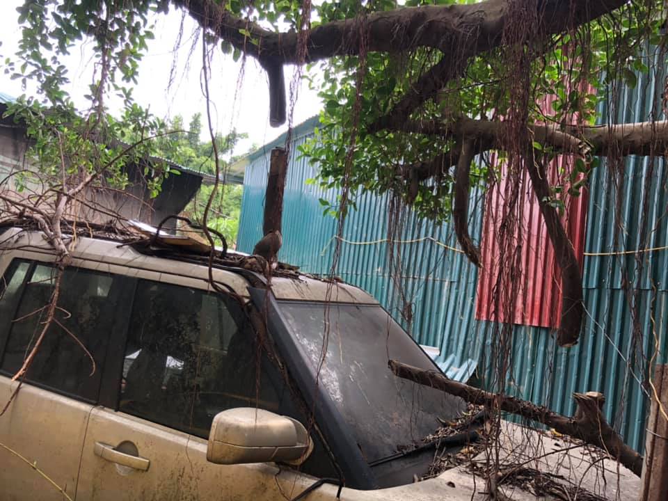 Nóc xe và nắp capô xuất hiện nhiều cành cây và rễ