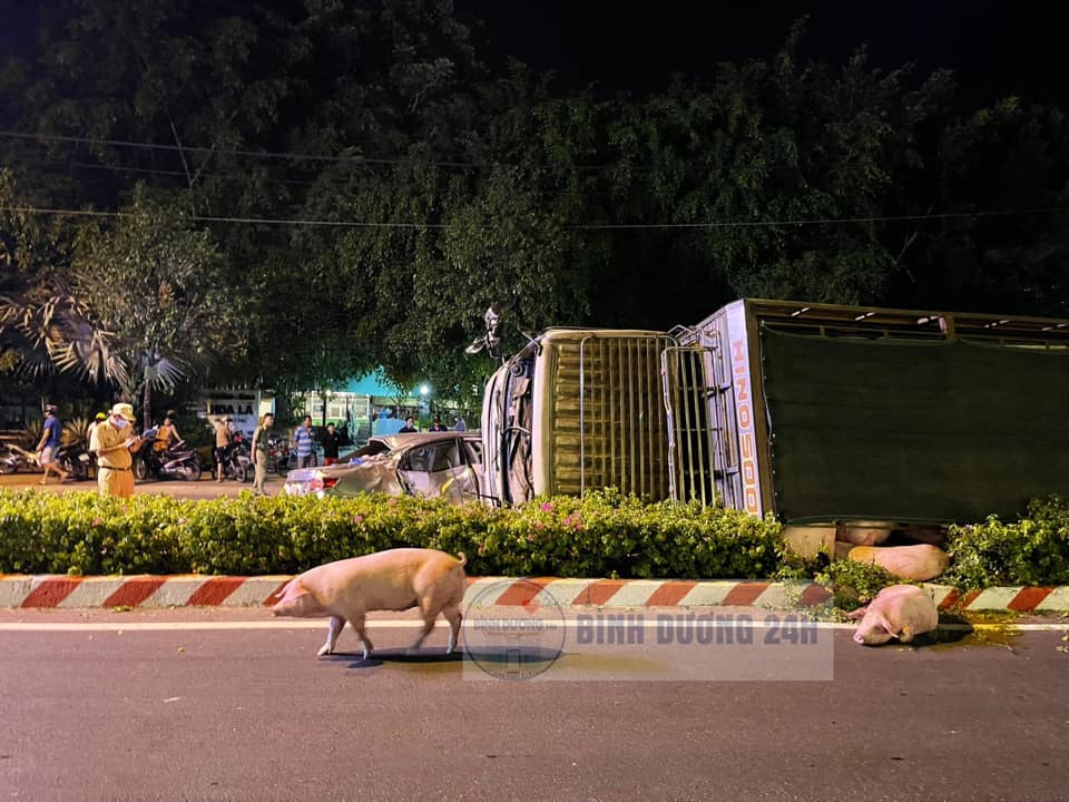 Chiếc ô tô tải bị hư hỏng nặng, hàng chục con lợn xổng ra ngoài đường
