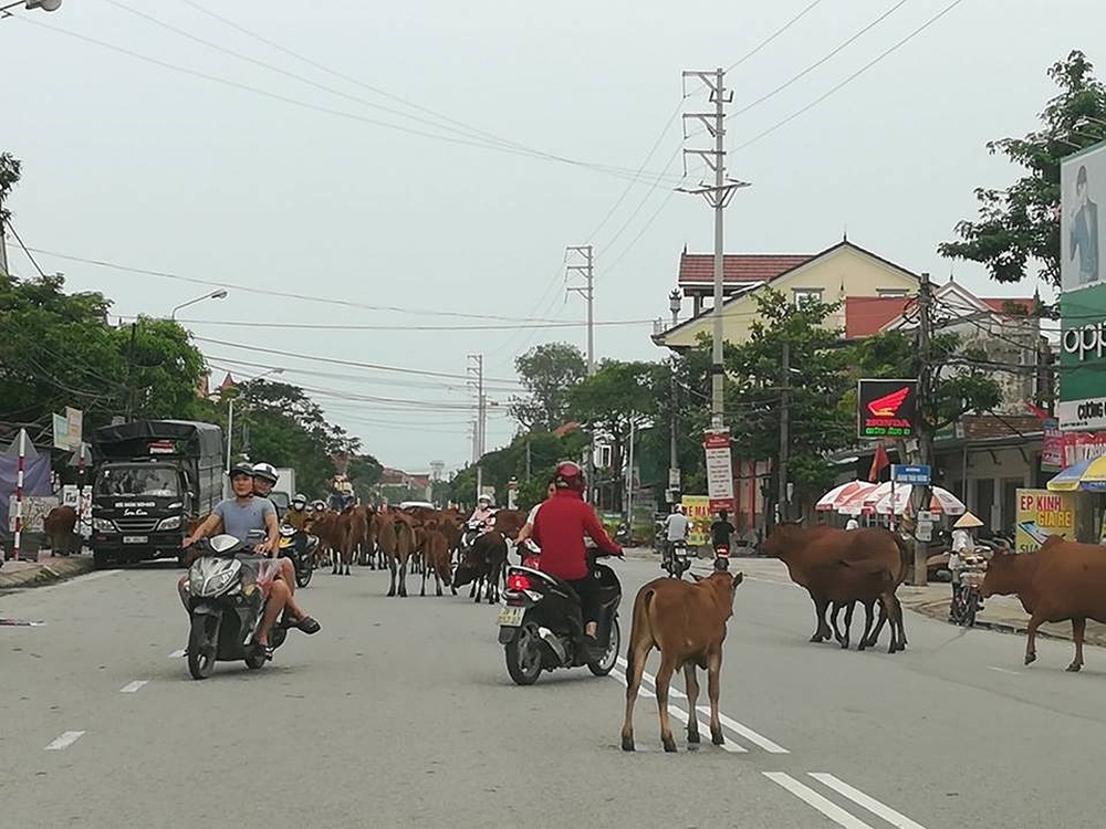 Việc chăn thả gia súc vi phạm quy định khiến nhiều người bức xúc. Việc chăn thả gia súc vi phạm quy định khiến nhiều người bức xúc.