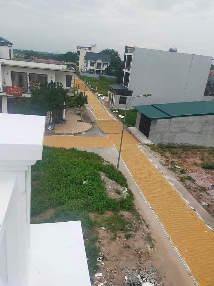 Thóc được phơi kín mặt đường, không còn chỗ cho xe đi lại Thóc được phơi kín mặt đường, không còn chỗ cho xe đi lại