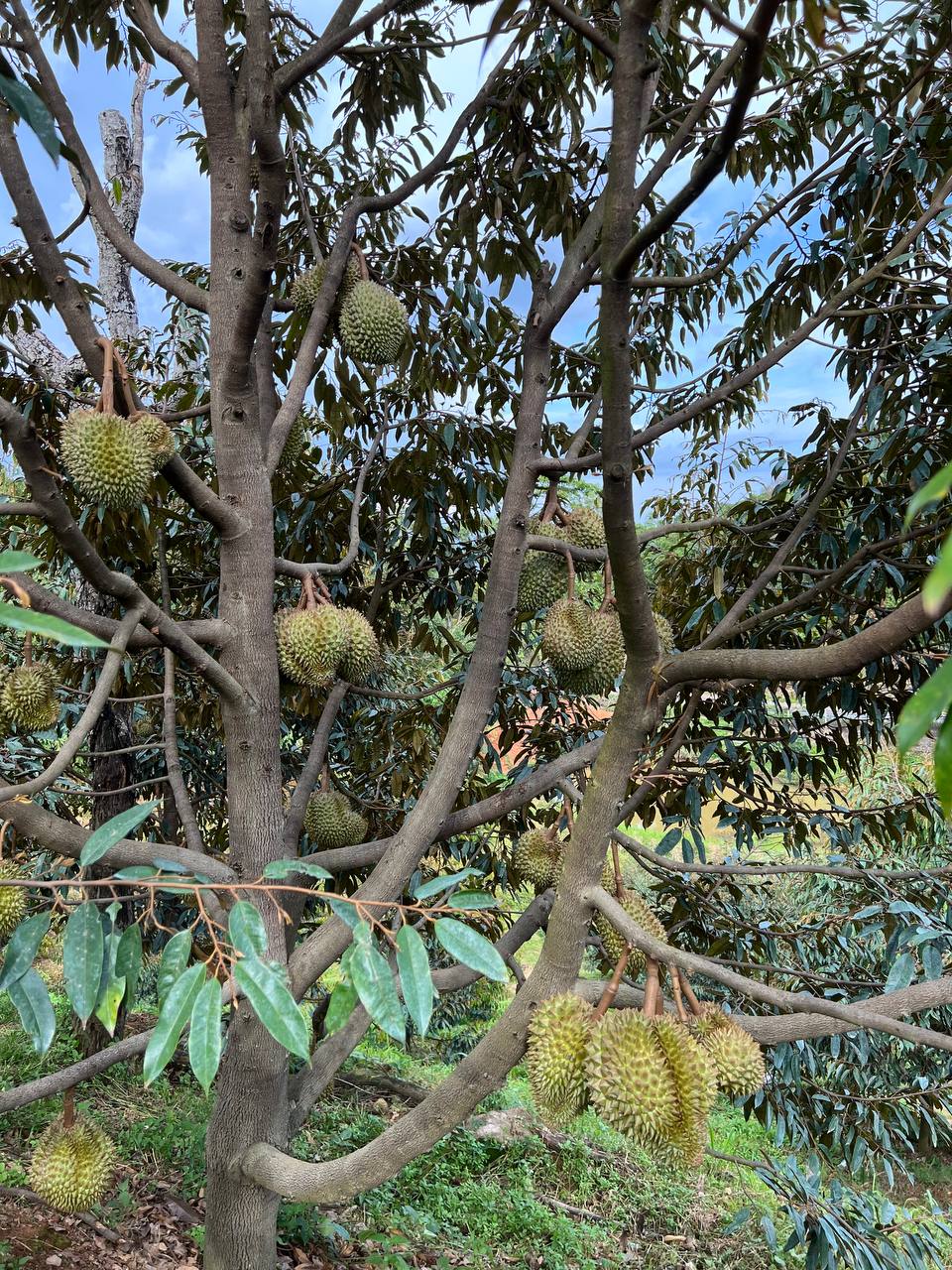 Đôi khi, chỉ cần những điều đơn giản như thế này cũng đủ khiến các con nghiện sầu riêng mê mẩn. Đôi khi, chỉ cần những điều đơn giản như thế này cũng đủ khiến các con nghiện sầu riêng mê mẩn.