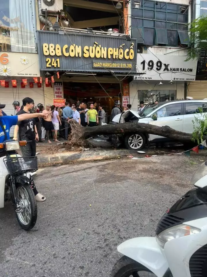 Cây phương bị chiếc ô tô húc đổ Cây phương bị chiếc ô tô húc đổ