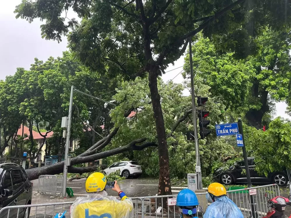 Cây đổ vào ô tô trên đường Trần Phú Cây đổ vào ô tô trên đường Trần Phú