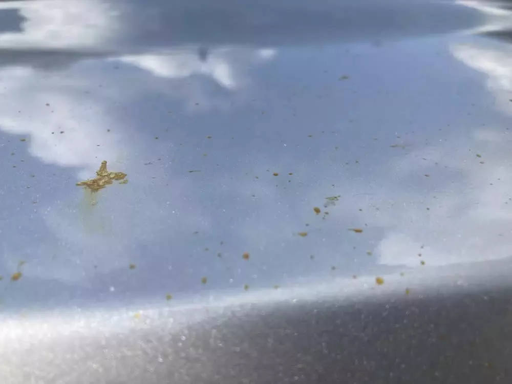 Nhựa cây đông cứng bám dai dẳng trên bề mặt sơn, gây hư hại