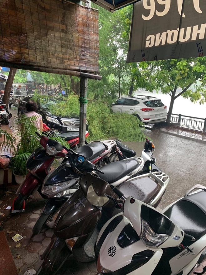 Mưa lớn khiến cây đổ tại khu vực Hồ Tây Mưa lớn khiến cây đổ tại khu vực Hồ Tây